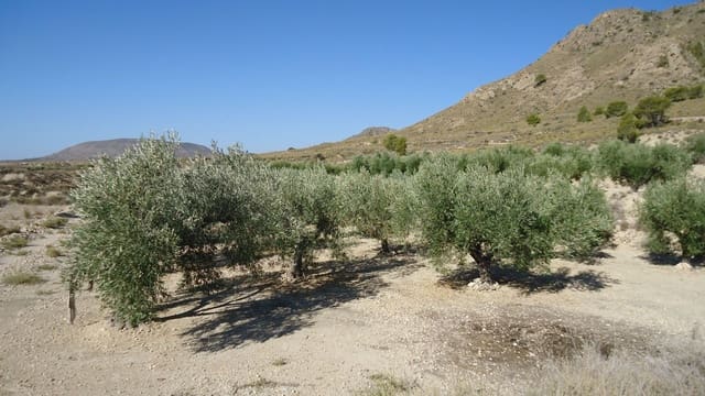 Finca/Maison de Campagne à vendre à Abanilla - 75 000 € (Ref: 8863596)