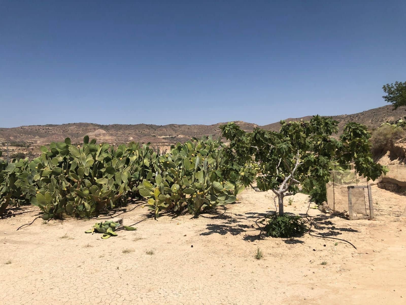 2 bedroom Villa for sale in Abanilla - € 149,995 (Ref: 8863645)