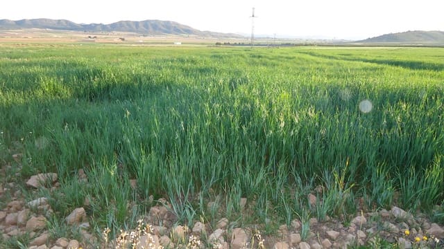 Finca/Herregård til salgs i Yecla - € 405 000 (Ref: 8921033)