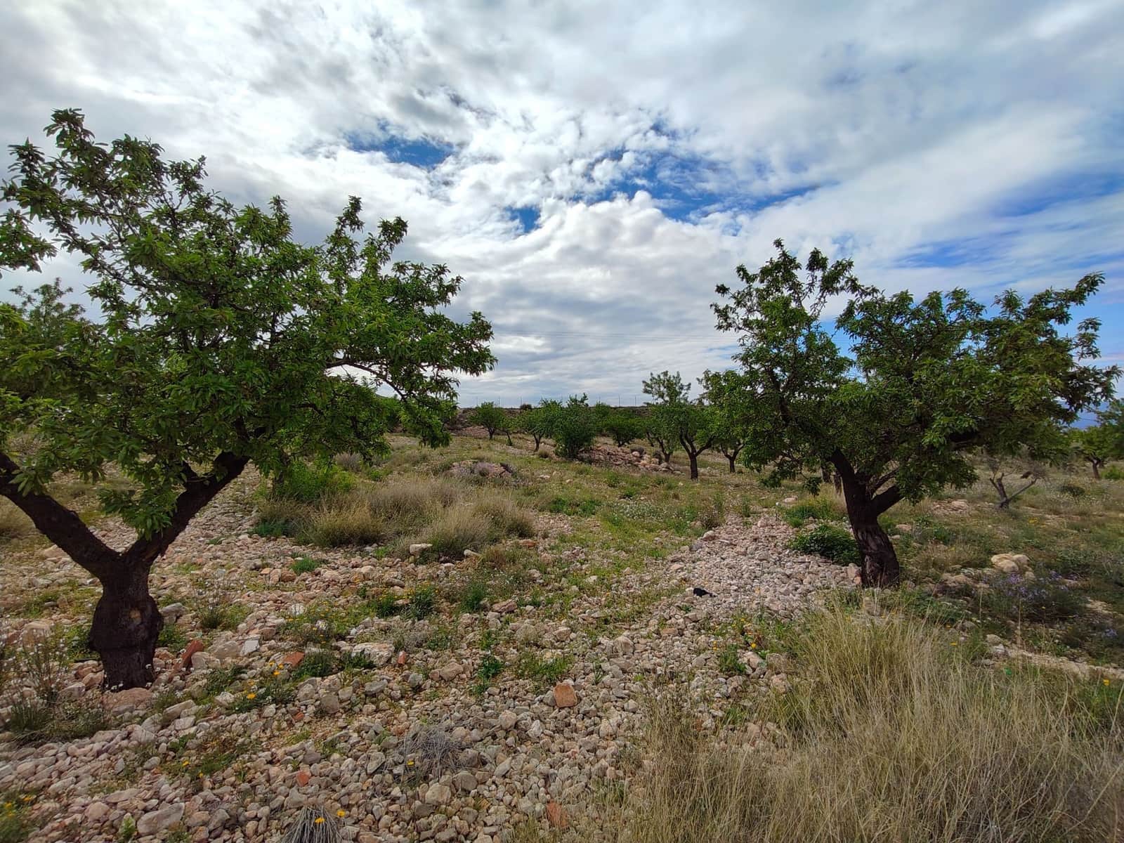 8 slaapkamer Villa te koop in Jumilla - € 316.000 (Ref: 8932060)