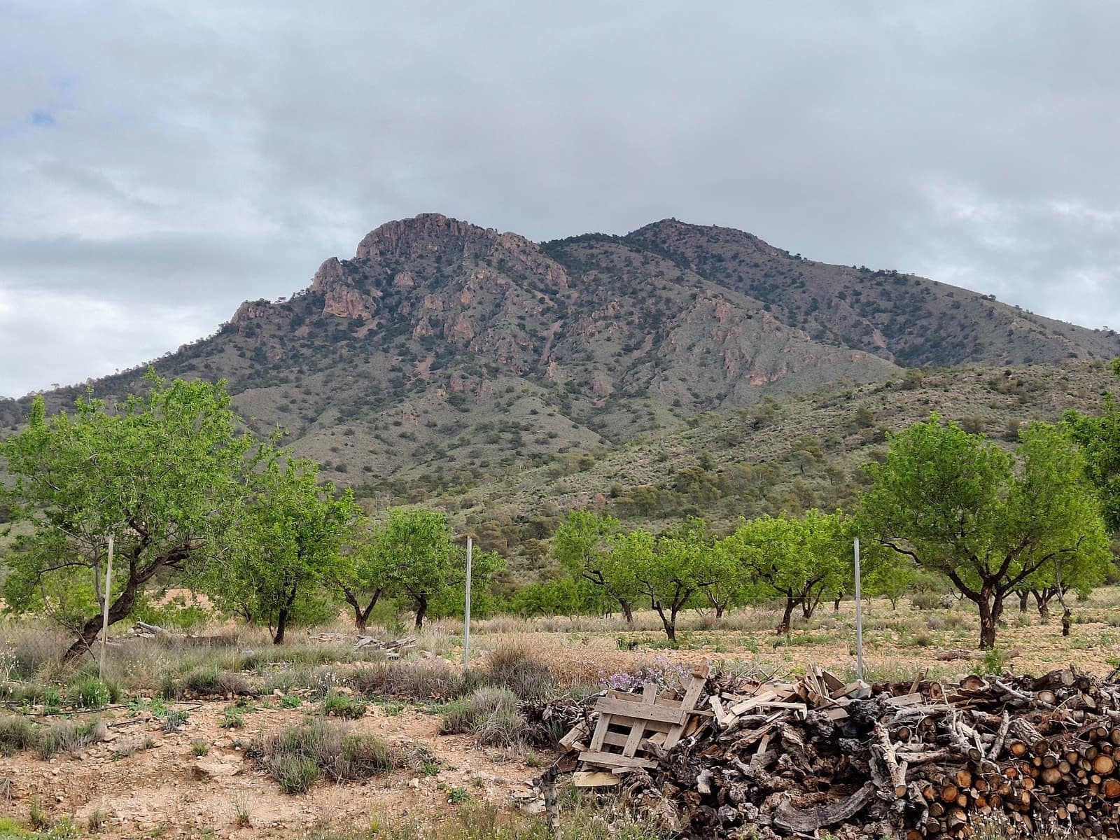 8 slaapkamer Villa te koop in Jumilla - € 316.000 (Ref: 8932060)