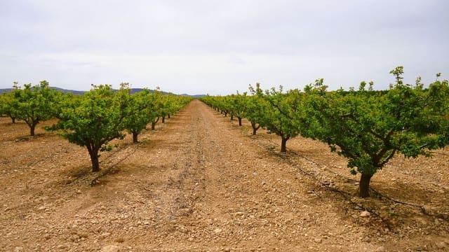 Finca/Hus på landet till salu i Yecla - 117 900 € (Ref: 8956828)