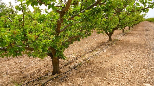 Finca/Hus på landet till salu i Yecla - 117 900 € (Ref: 8956828)