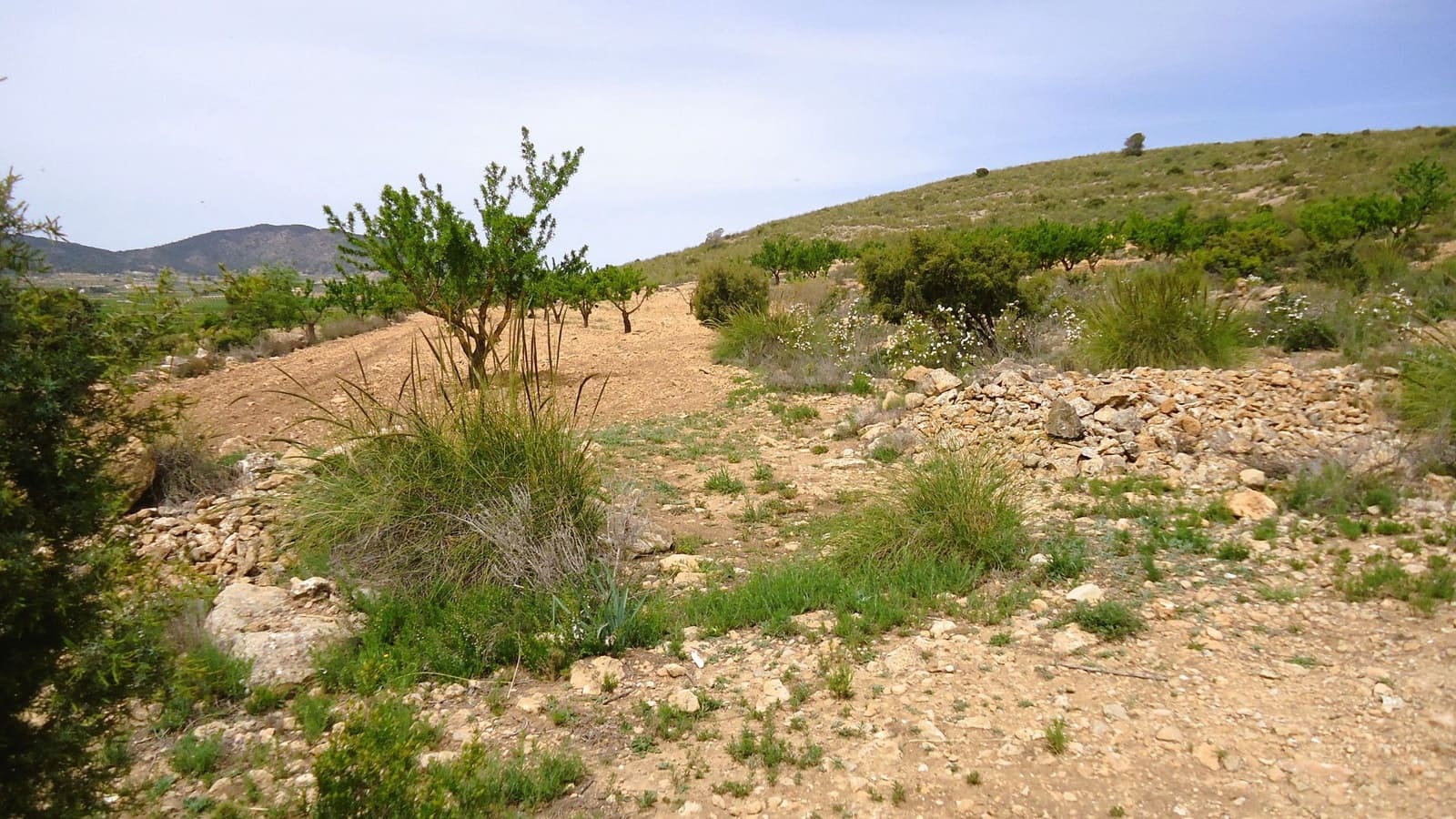 Finca/Country House for sale in Pinoso - € 15,900 (Ref: 8956829)