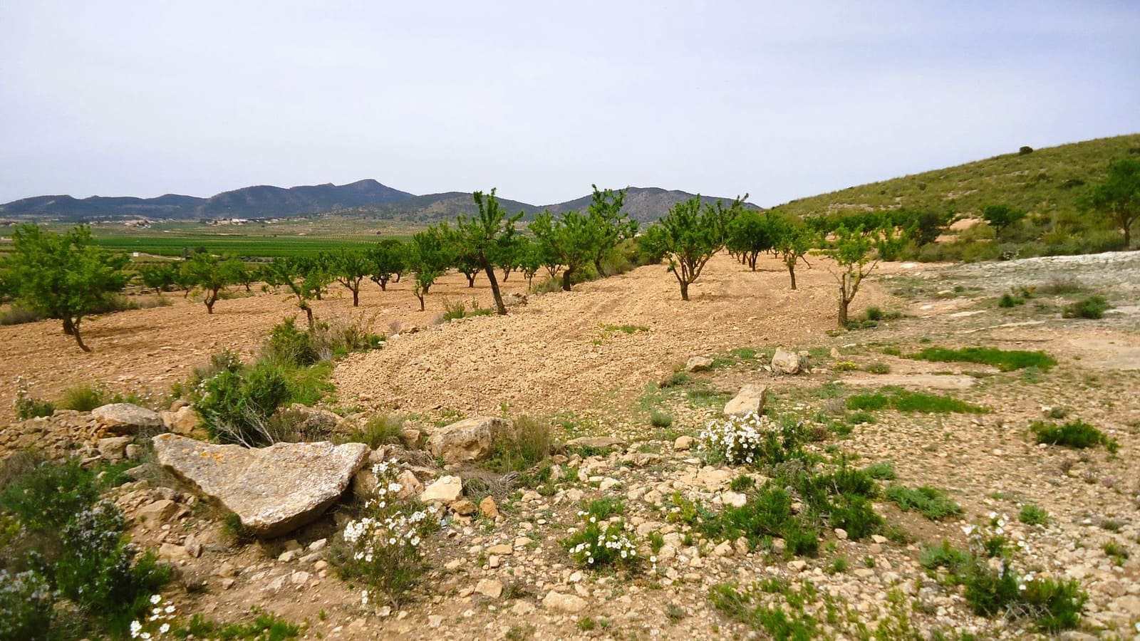 Finca/Country House for sale in Pinoso - € 15,900 (Ref: 8956829)