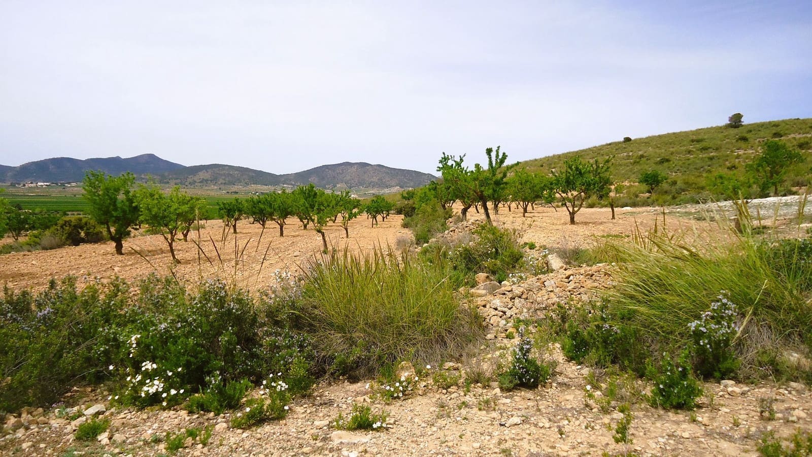 Finca/Country House for sale in Pinoso - € 15,900 (Ref: 8956829)