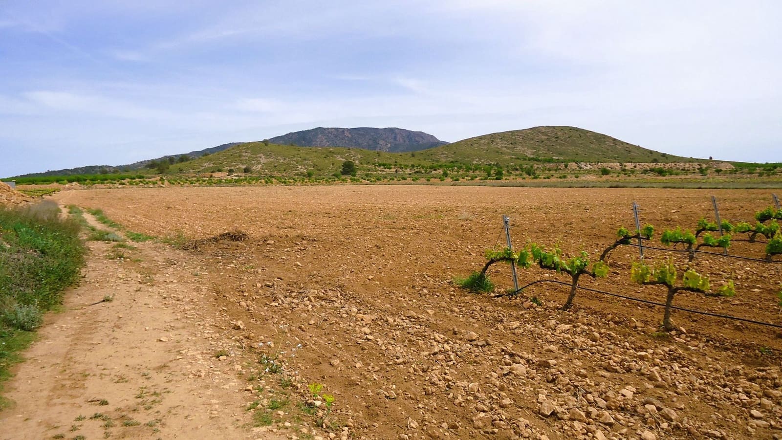 Finca/Landehus til salg i Pinoso - € 158.900 (Ref: 8956831)