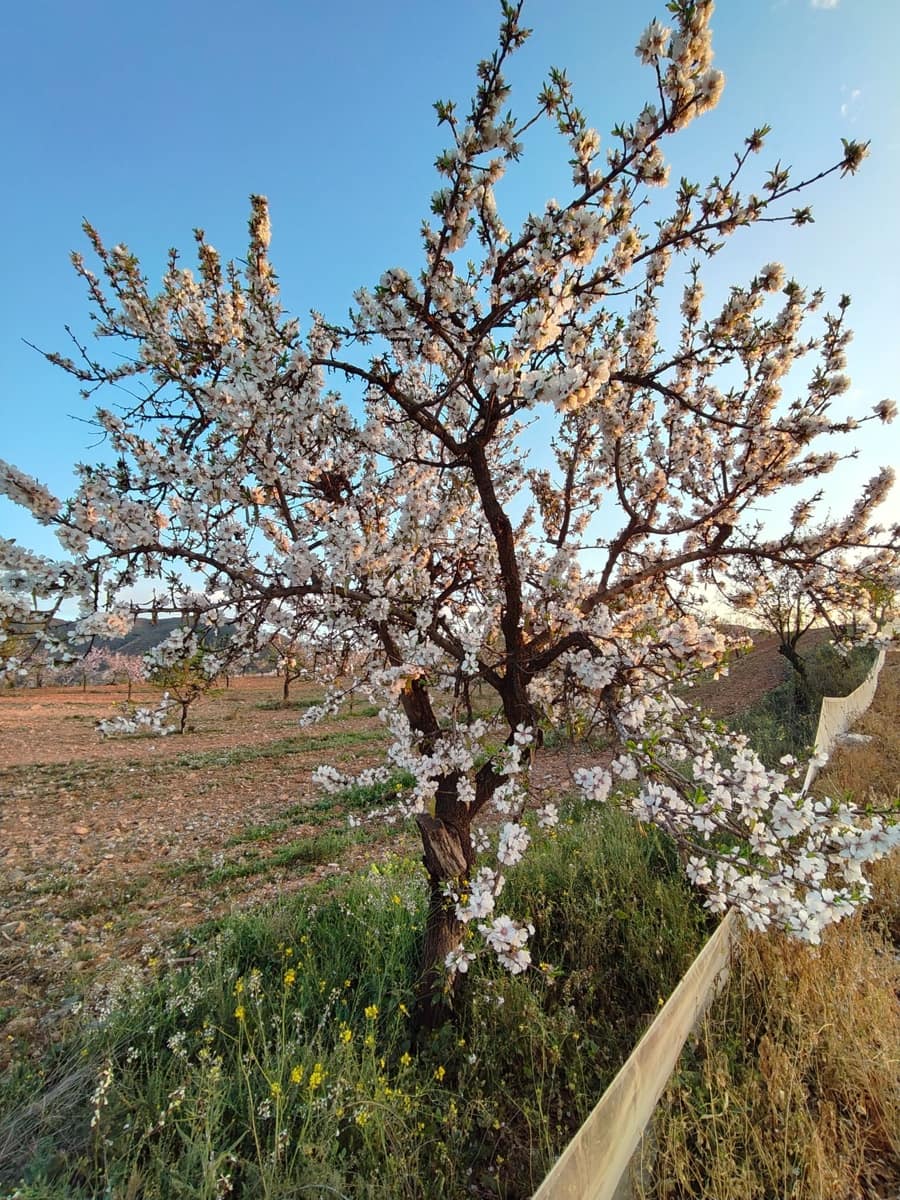 Maalaistalo myytävänä paikassa Lorca - 500 000 € (Ref: 9036388)