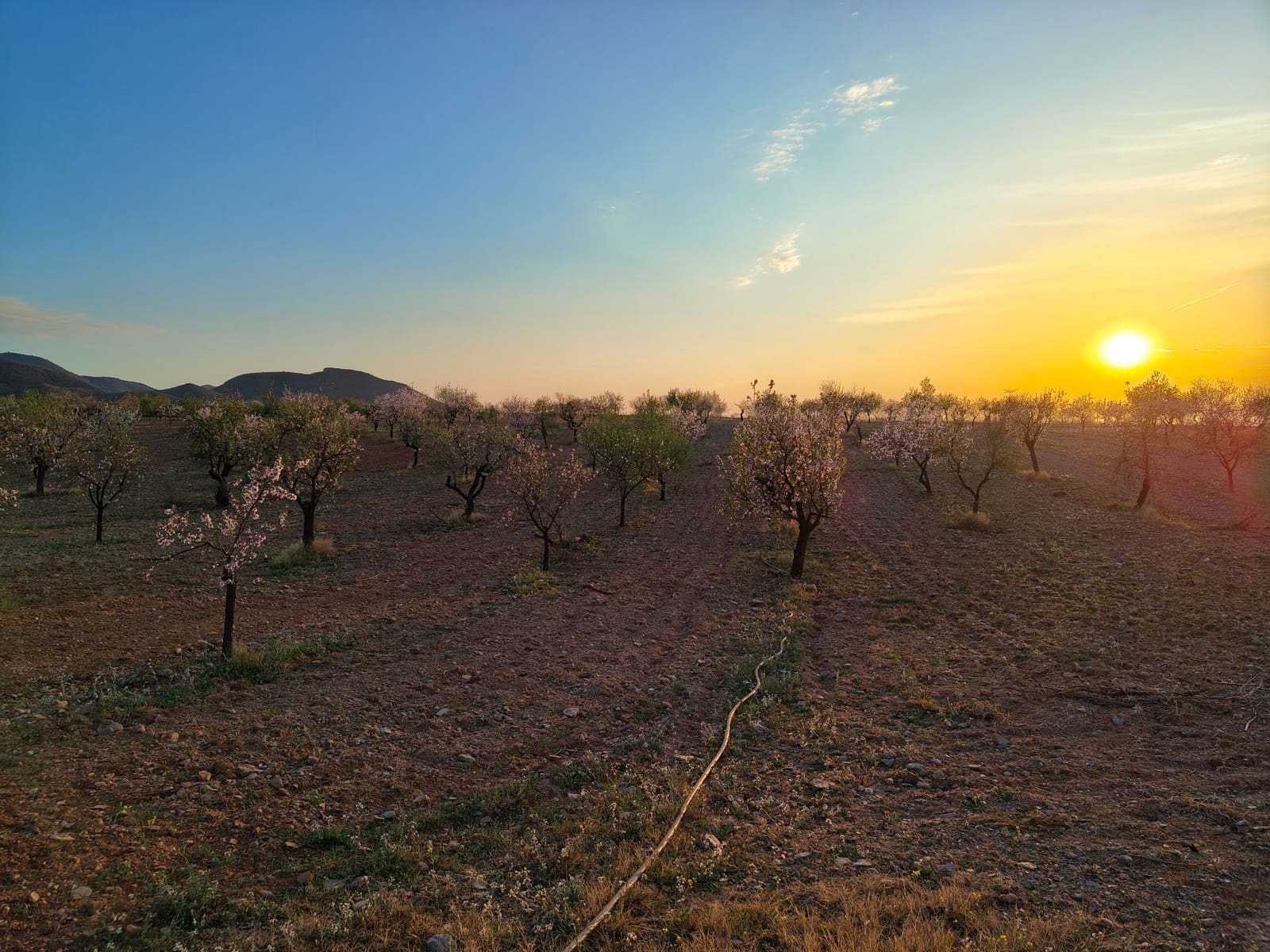 Maalaistalo myytävänä paikassa Lorca - 500 000 € (Ref: 9036388)