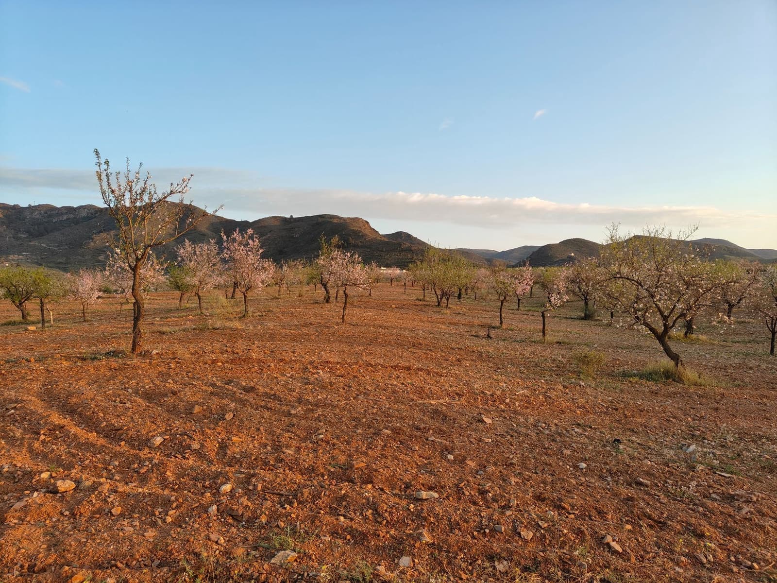 Maalaistalo myytävänä paikassa Lorca - 500 000 € (Ref: 9036388)