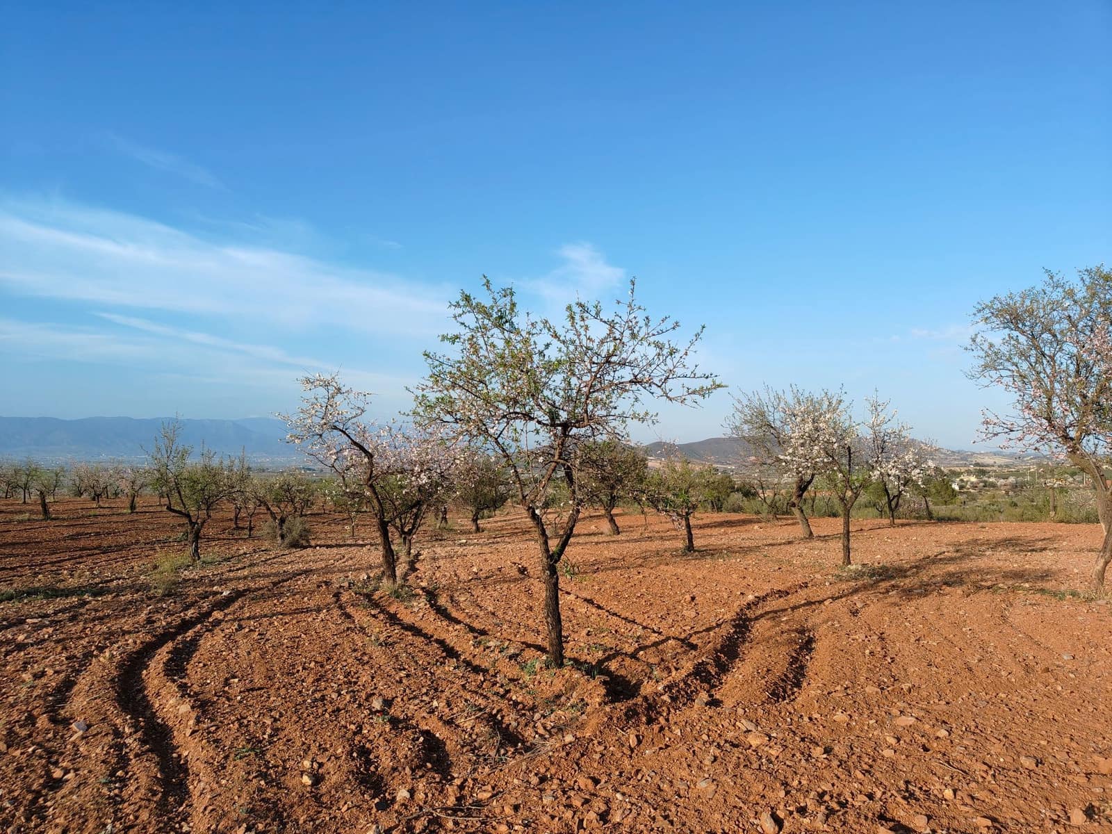 Maalaistalo myytävänä paikassa Lorca - 500 000 € (Ref: 9036388)