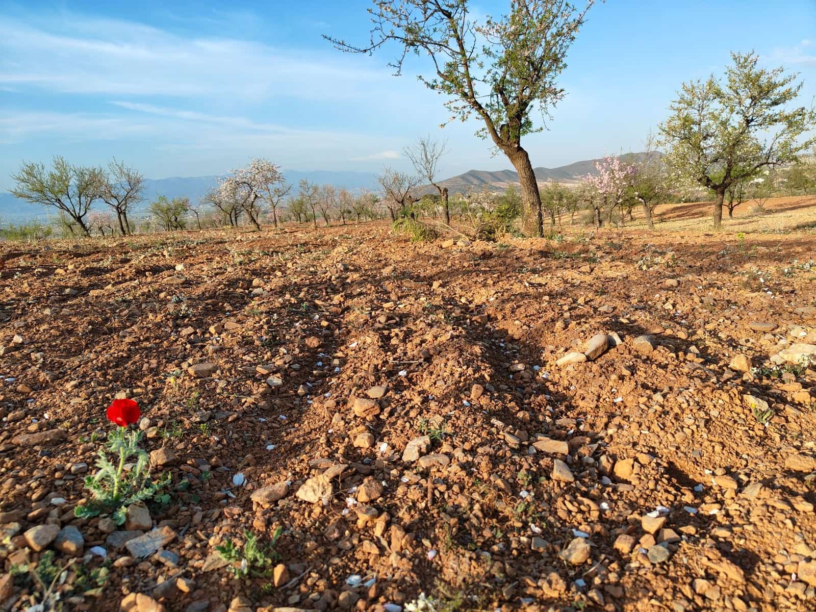 Maalaistalo myytävänä paikassa Lorca - 500 000 € (Ref: 9036388)