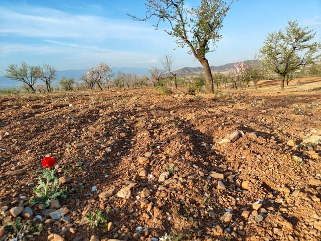 Maalaistalo myytävänä paikassa Lorca - 500 000 € (Ref: 9036388)