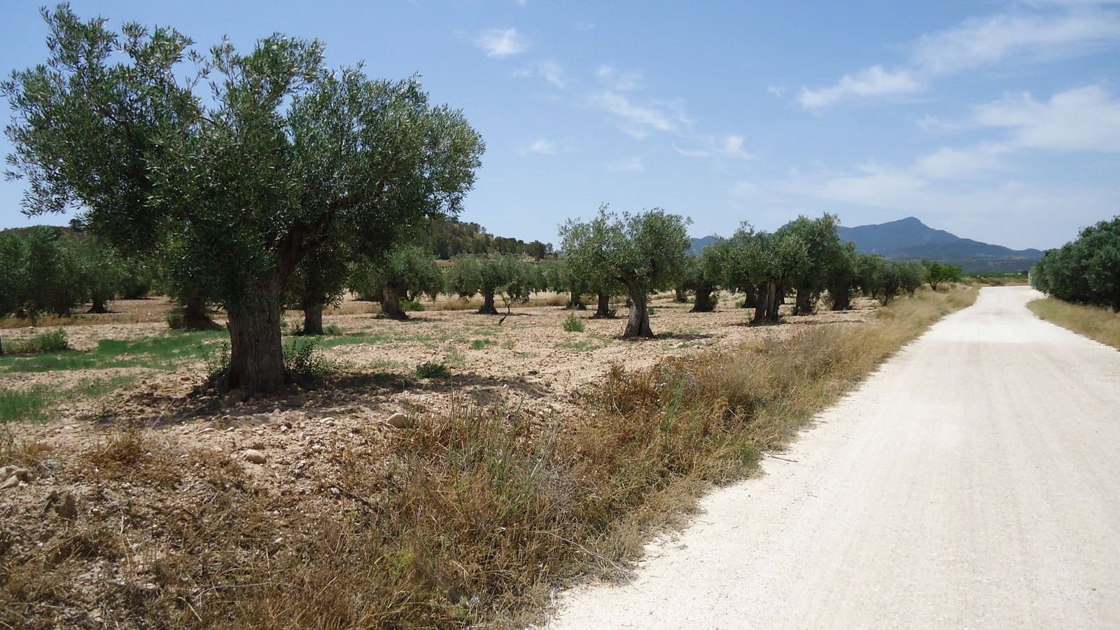 Finca/Landehus til salg i Jumilla - € 33.500 (Ref: 9136880)