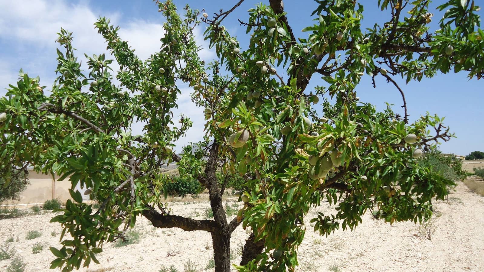 Finca/Landehus til salg i Jumilla - € 33.500 (Ref: 9136880)