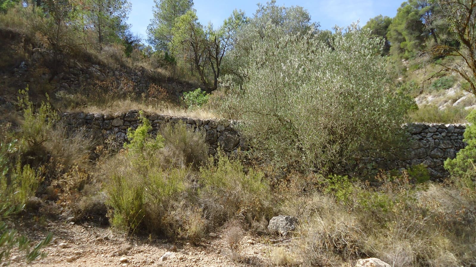 Finca/Herregård til salgs i Abanilla - € 17 500 (Ref: 9159245)