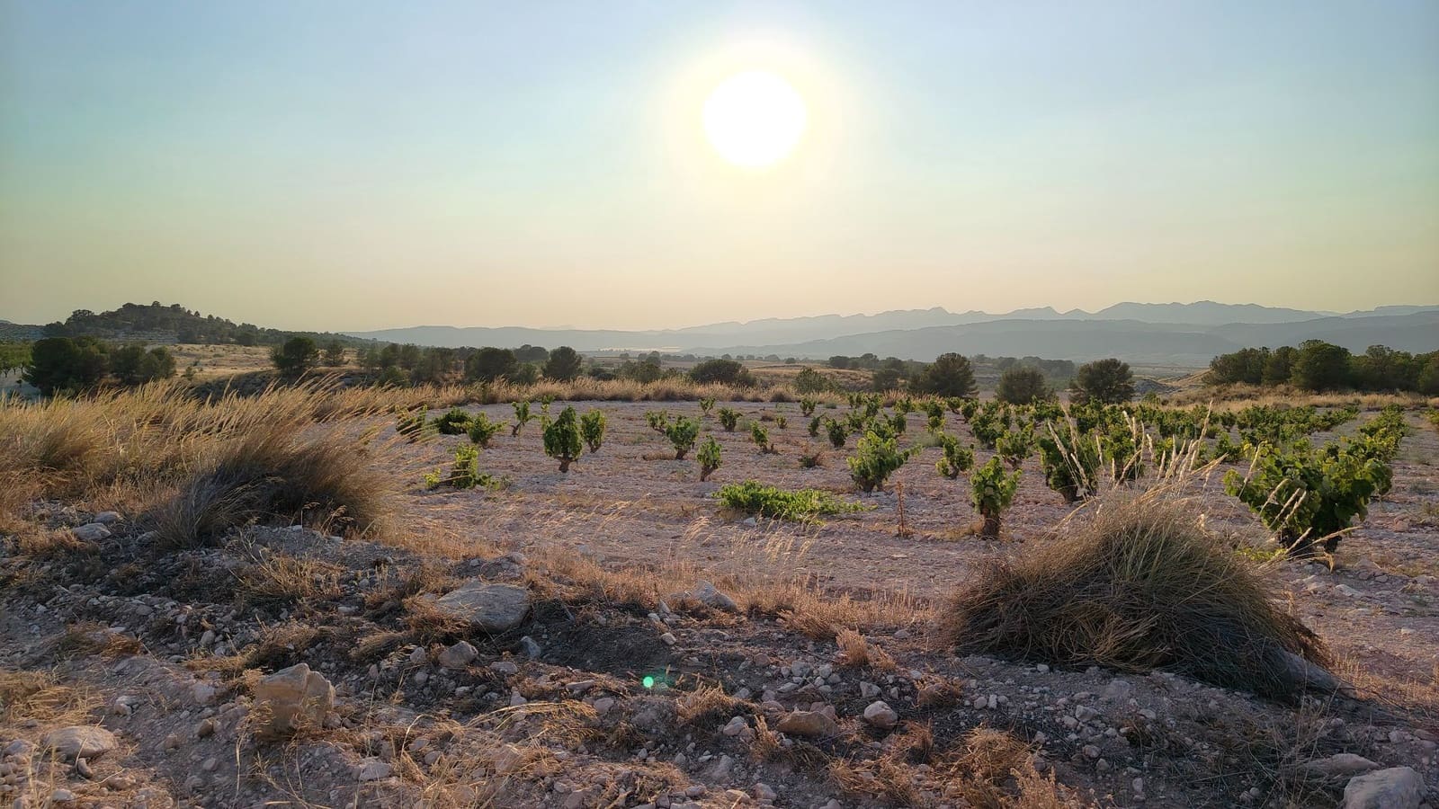 Finca/Landehus til salg i Jumilla - € 39.900 (Ref: 9159247)