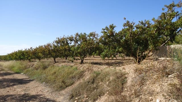 Finca/Landehus til salg i Raspay, Yecla - € 43.000 (Ref: 9280745)