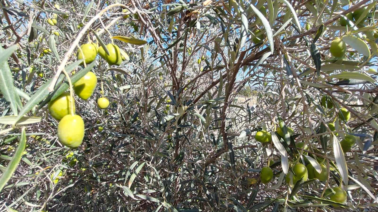 3 soverom Villa til salgs i Abanilla - € 349 900 (Ref: 9290964)