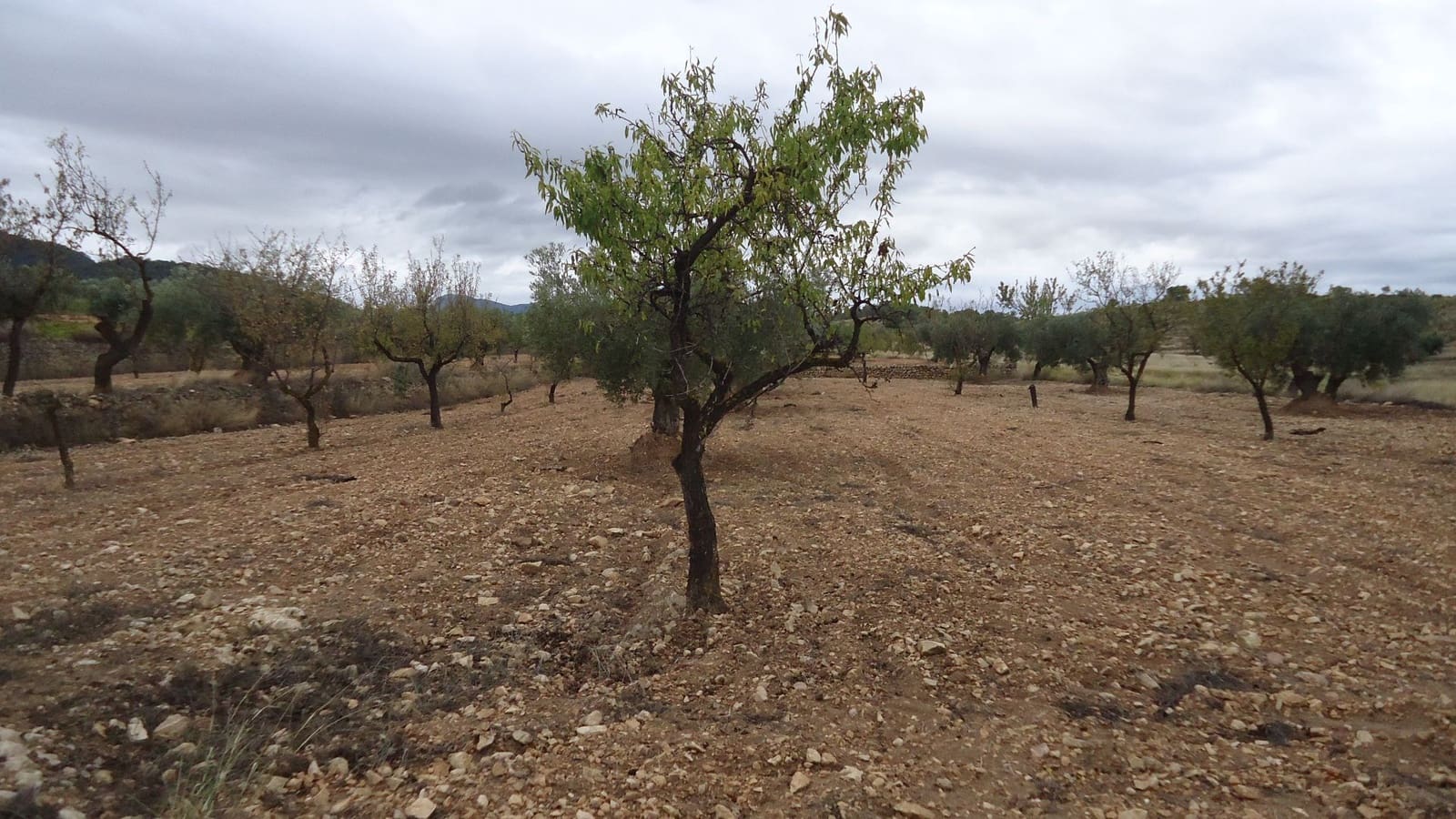 Finca/Maison de Campagne à vendre à Abanilla - 124 900 € (Ref: 9310441)