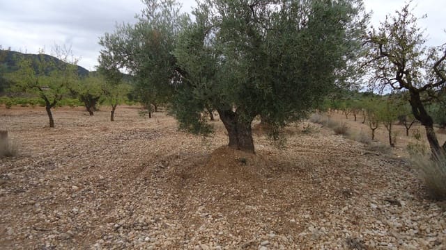 Finca/Maison de Campagne à vendre à Abanilla - 124 900 € (Ref: 9310441)