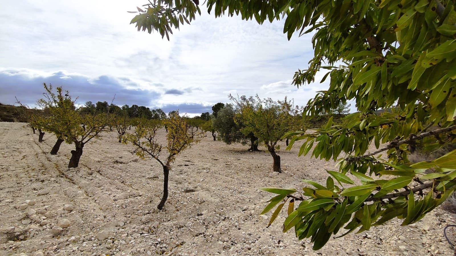 Finca/Casa di Campagna in vendita in Monovar / Monover - 59.900 € (Rif: 9346761)