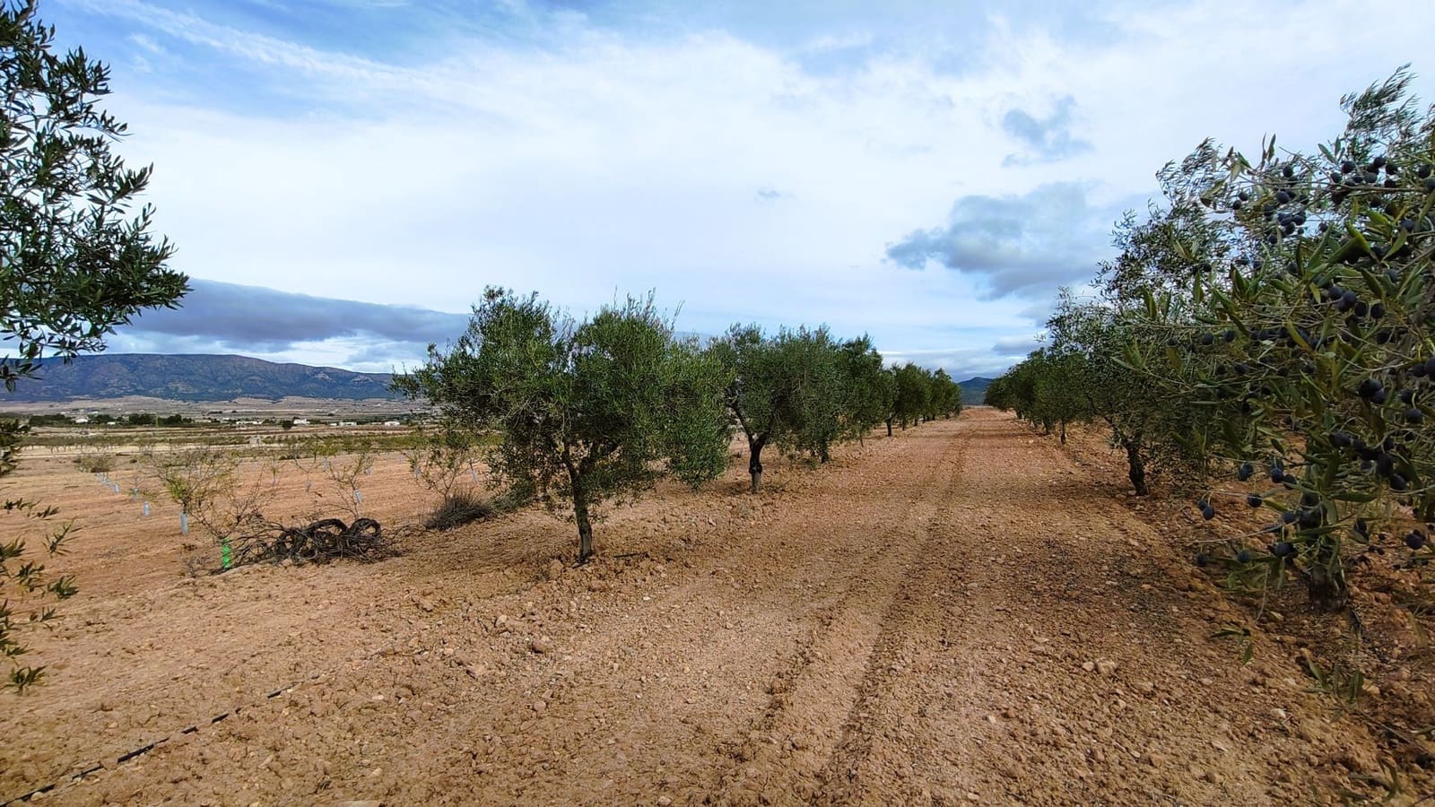 Finca/Casa di Campagna in vendita in Monovar / Monover - 59.900 € (Rif: 9346761)