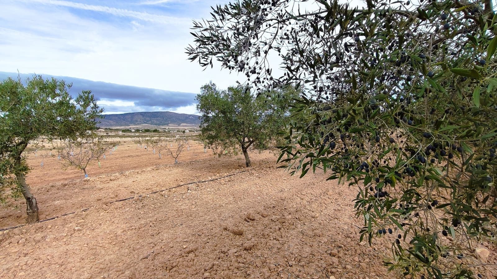 Finca/Casa di Campagna in vendita in Monovar / Monover - 59.900 € (Rif: 9346761)