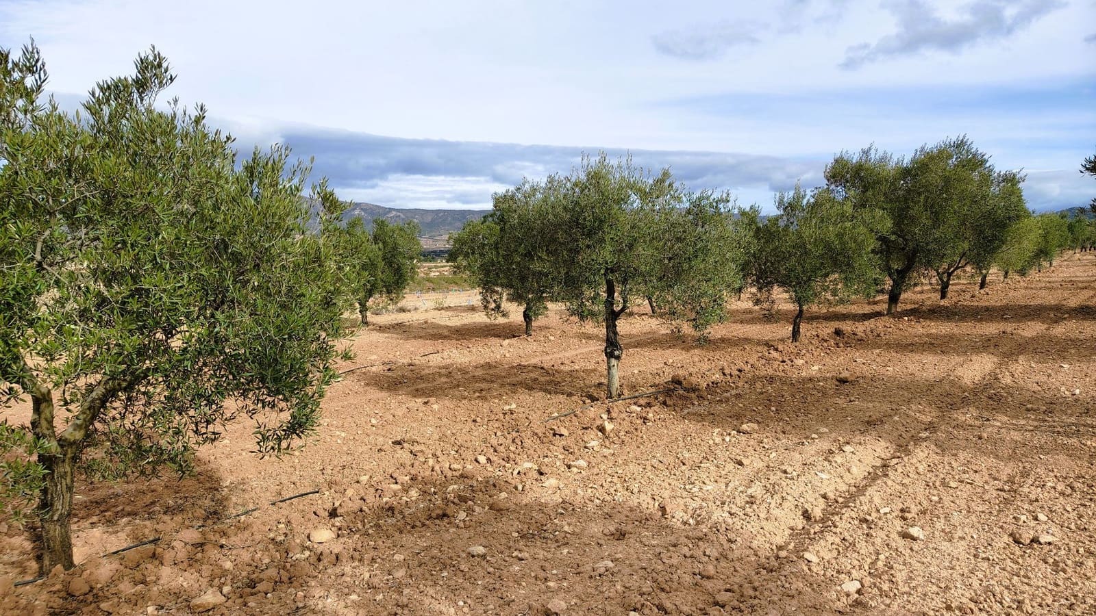 Finca/Casa di Campagna in vendita in Monovar / Monover - 59.900 € (Rif: 9346761)