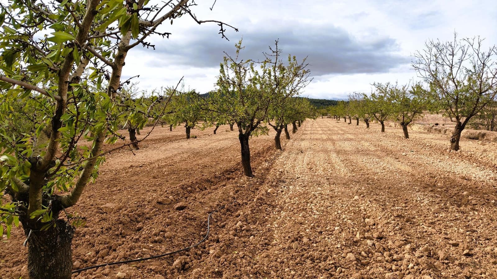 Finca/Casa di Campagna in vendita in Monovar / Monover - 59.900 € (Rif: 9346761)