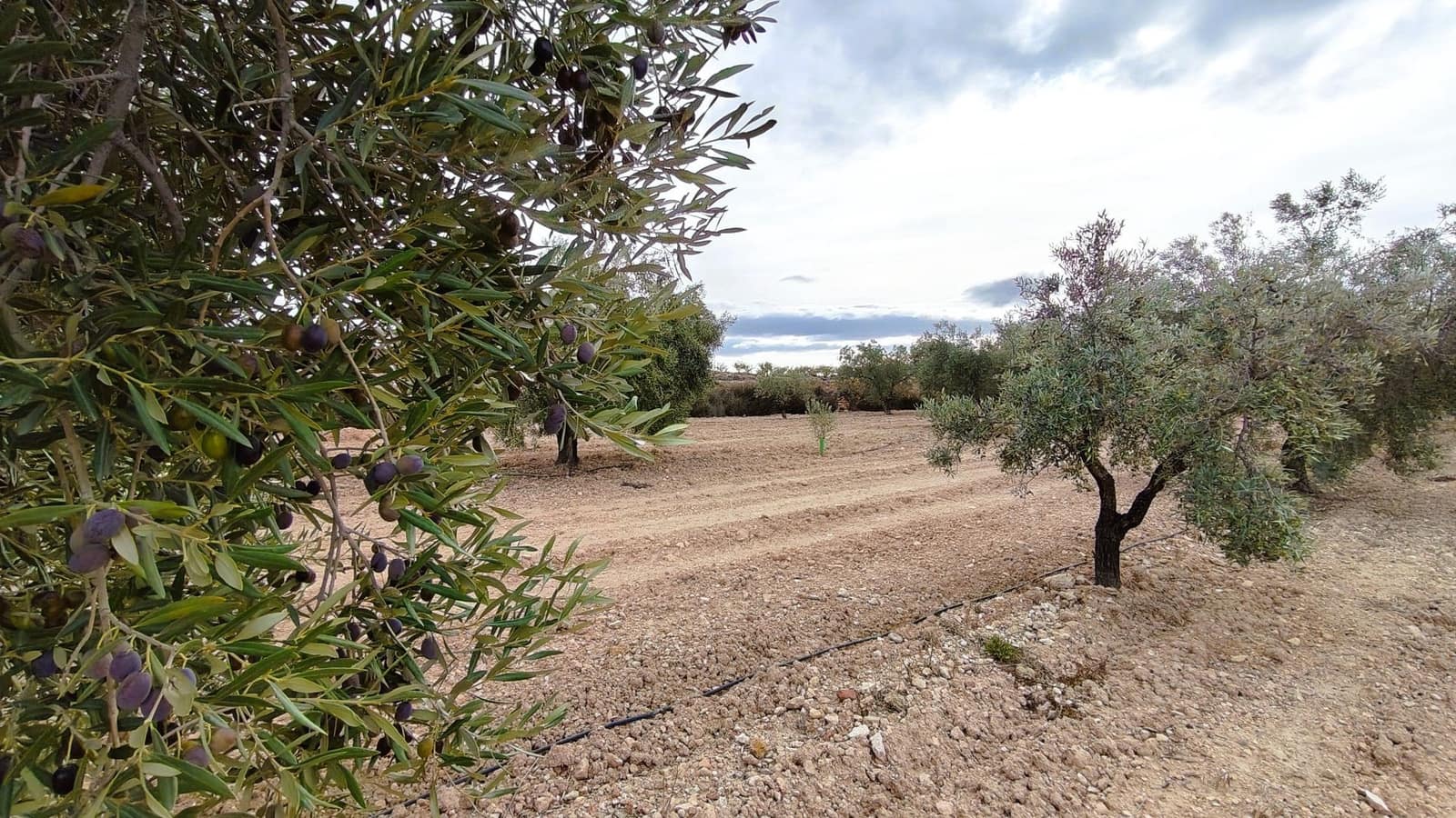 Finca/Casa di Campagna in vendita in Monovar / Monover - 55.900 € (Rif: 9346762)