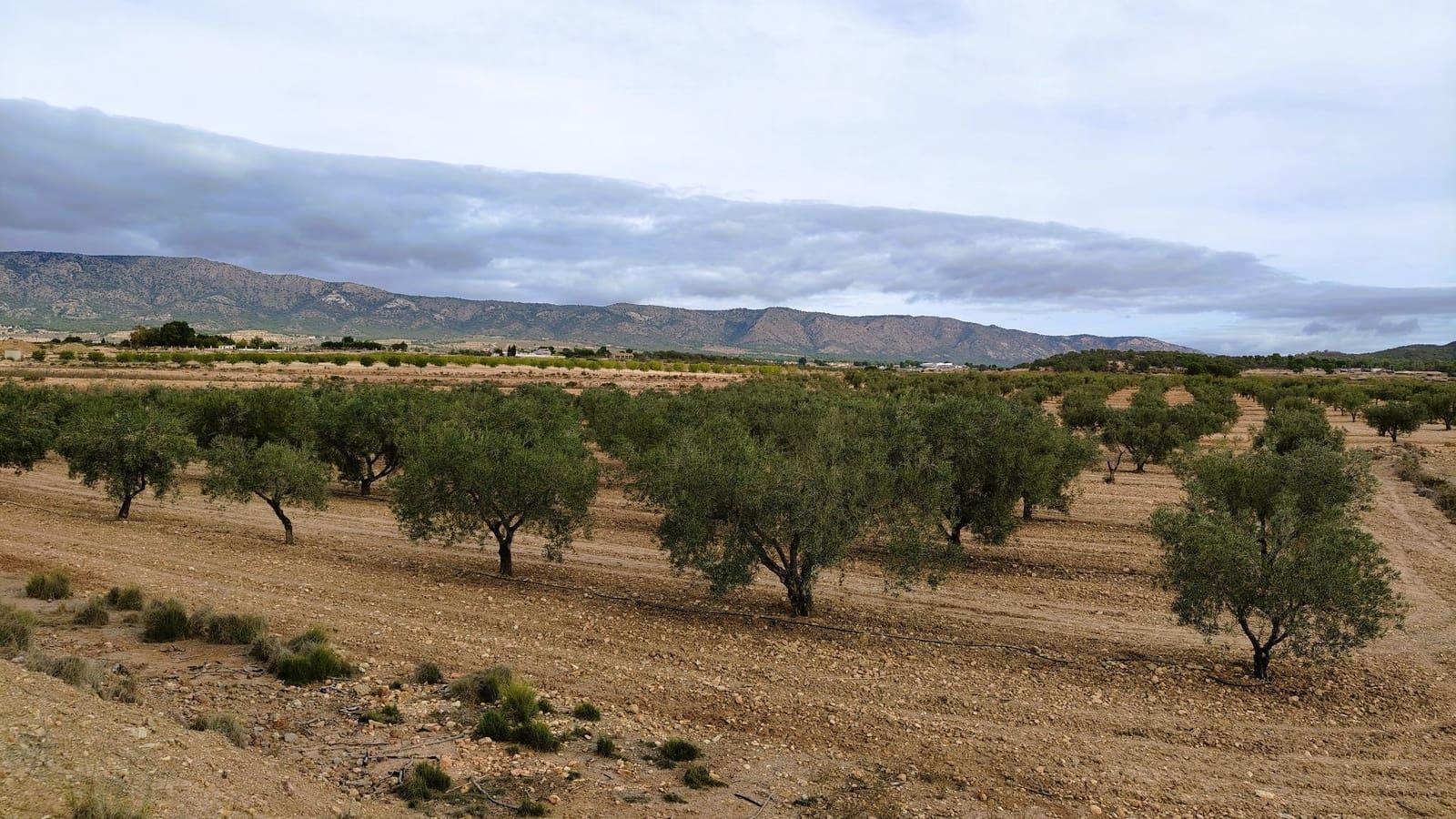 Finca/Casa di Campagna in vendita in Monovar / Monover - 45.900 € (Rif: 9346763)