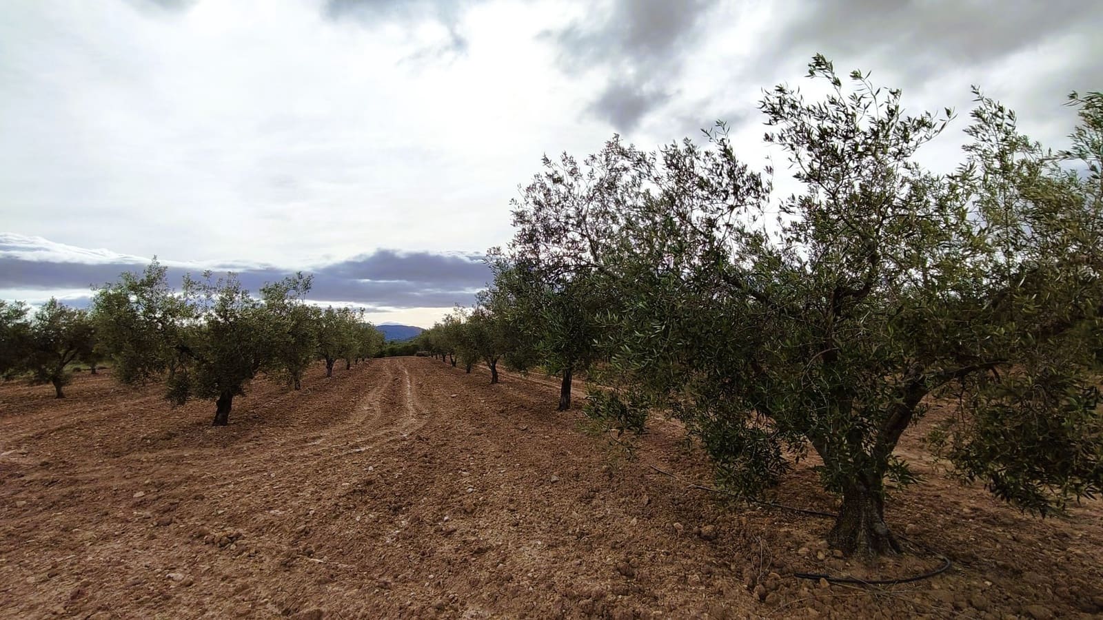 Finca/Casa di Campagna in vendita in Monovar / Monover - 45.900 € (Rif: 9346763)