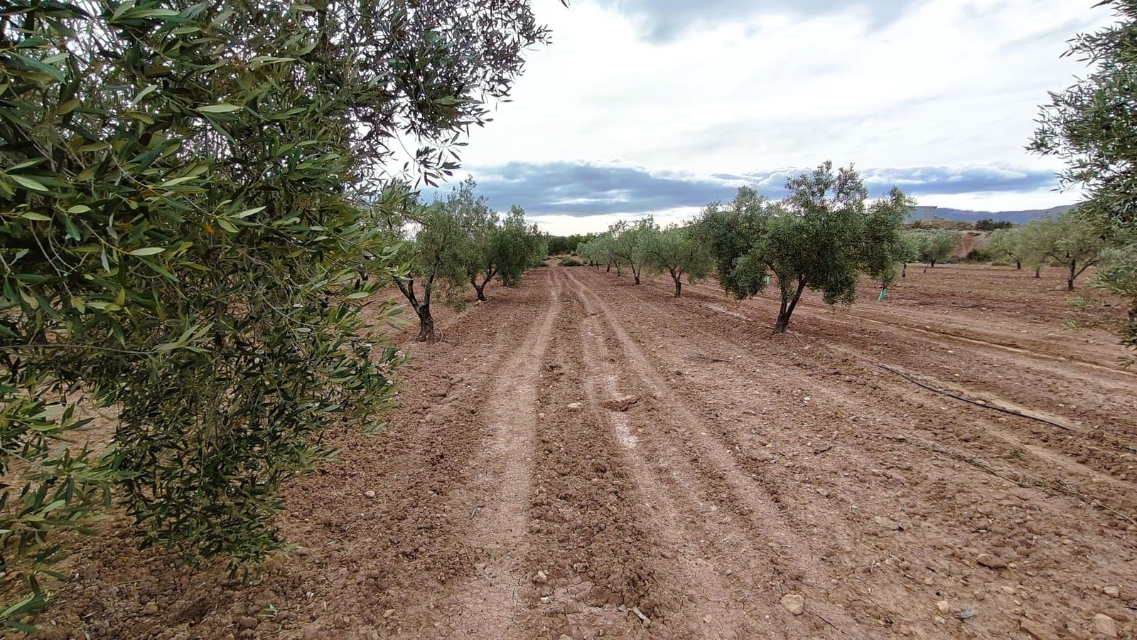 Finca/Casa di Campagna in vendita in Monovar / Monover - 45.900 € (Rif: 9346763)