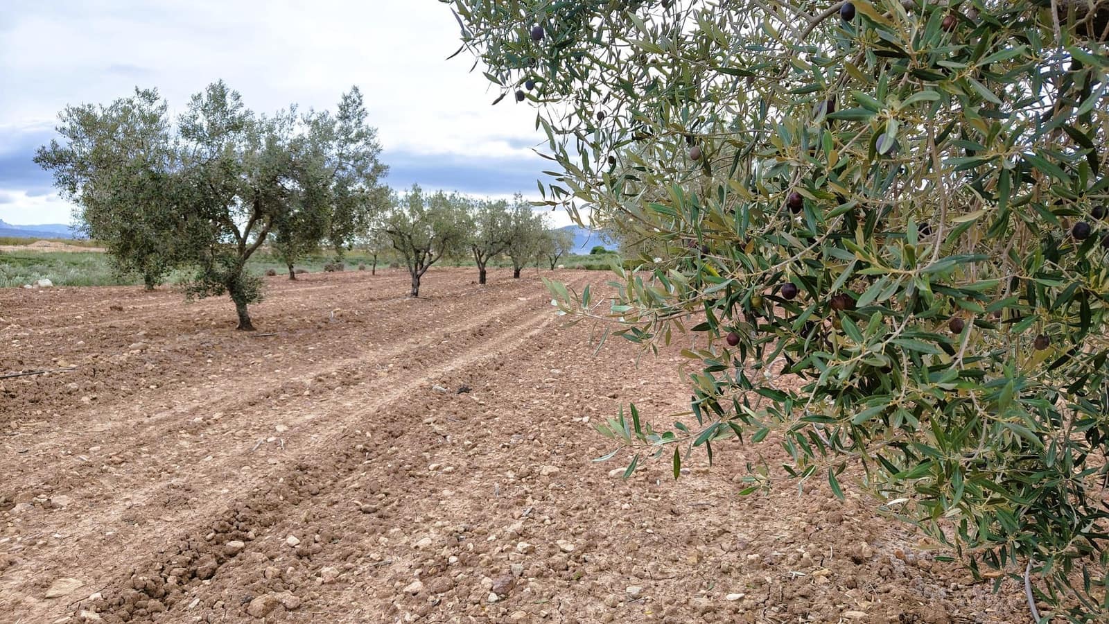 Finca/Casa di Campagna in vendita in Monovar / Monover - 45.900 € (Rif: 9346763)