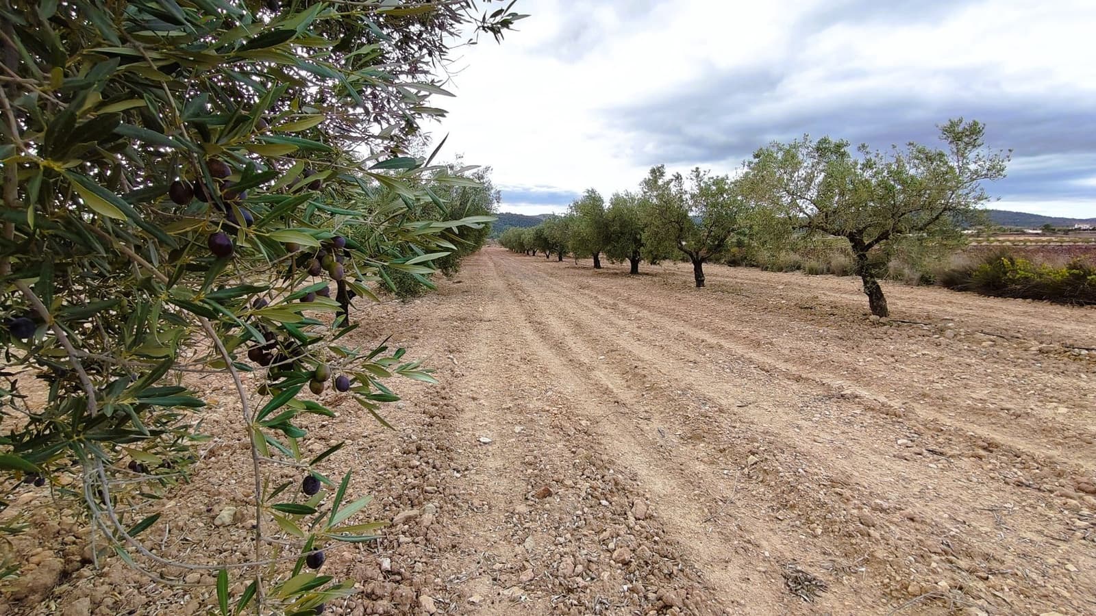 Finca/Casa di Campagna in vendita in Monovar / Monover - 15.900 € (Rif: 9346764)