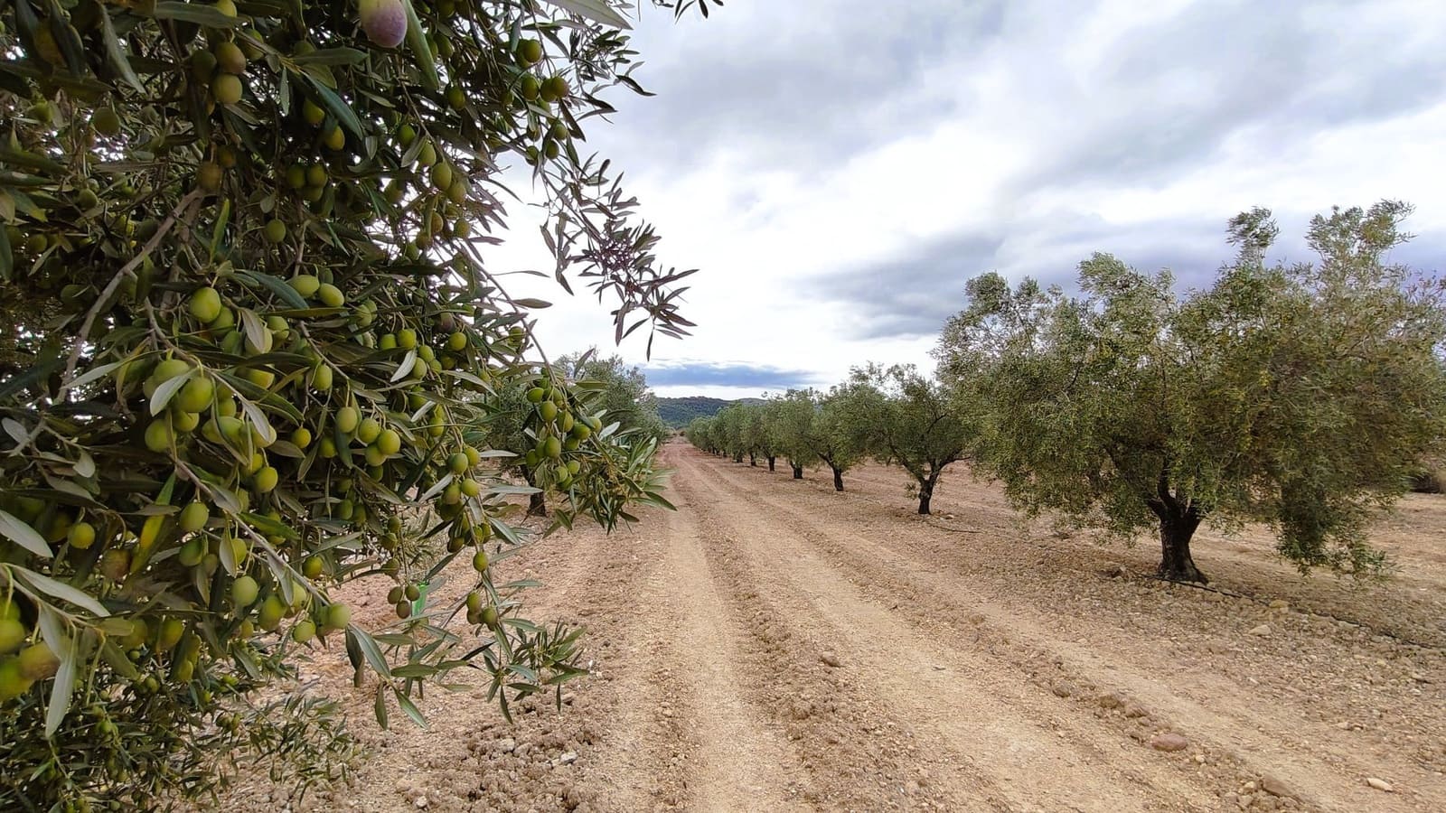 Finca/Casa di Campagna in vendita in Monovar / Monover - 15.900 € (Rif: 9346764)