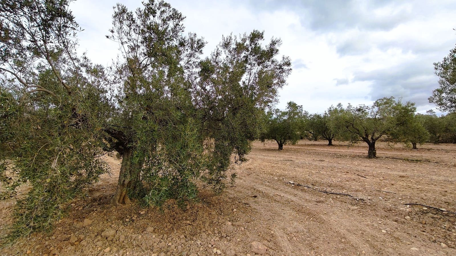 Finca/Casa di Campagna in vendita in Monovar / Monover - 15.900 € (Rif: 9346764)