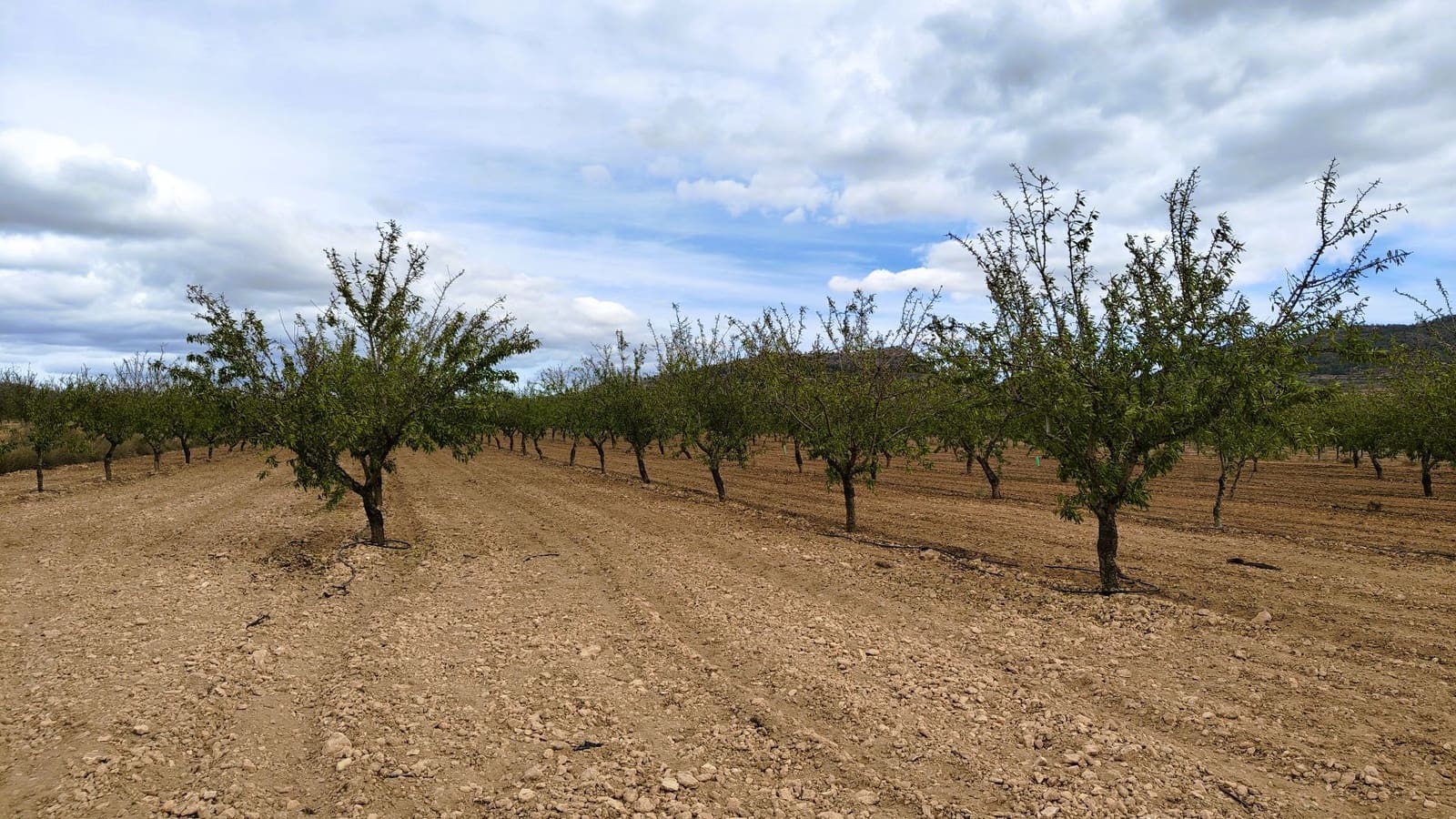 Finca/Casa di Campagna in vendita in Monovar / Monover - 20.900 € (Rif: 9353134)