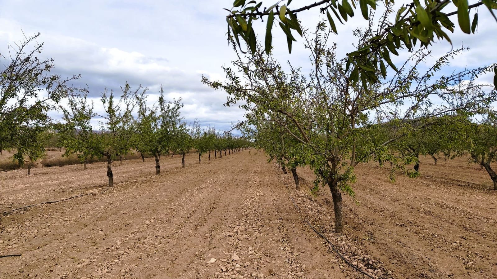 Finca/Casa di Campagna in vendita in Monovar / Monover - 20.900 € (Rif: 9353134)