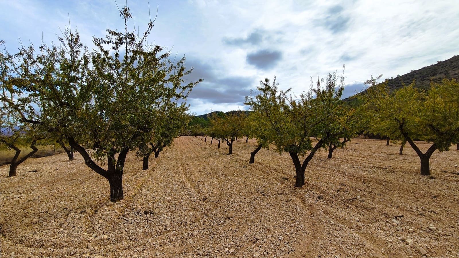 Finca/Landhuis te koop in Monovar / Monover - € 28.300 (Ref: 9353135)