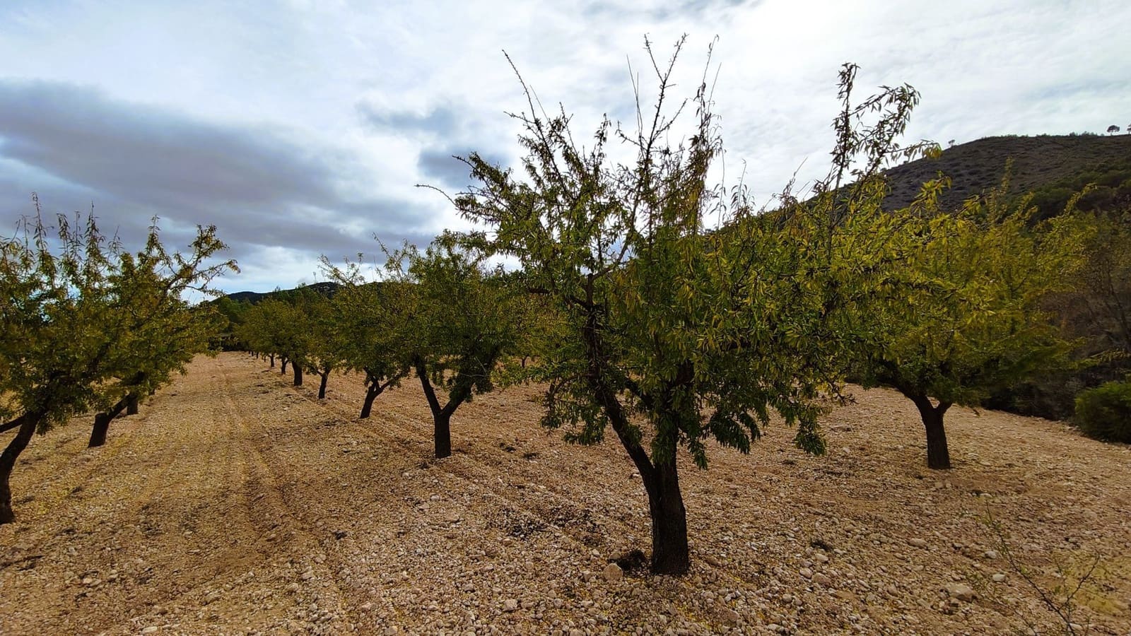 Finca/Landhuis te koop in Monovar / Monover - € 28.300 (Ref: 9353135)