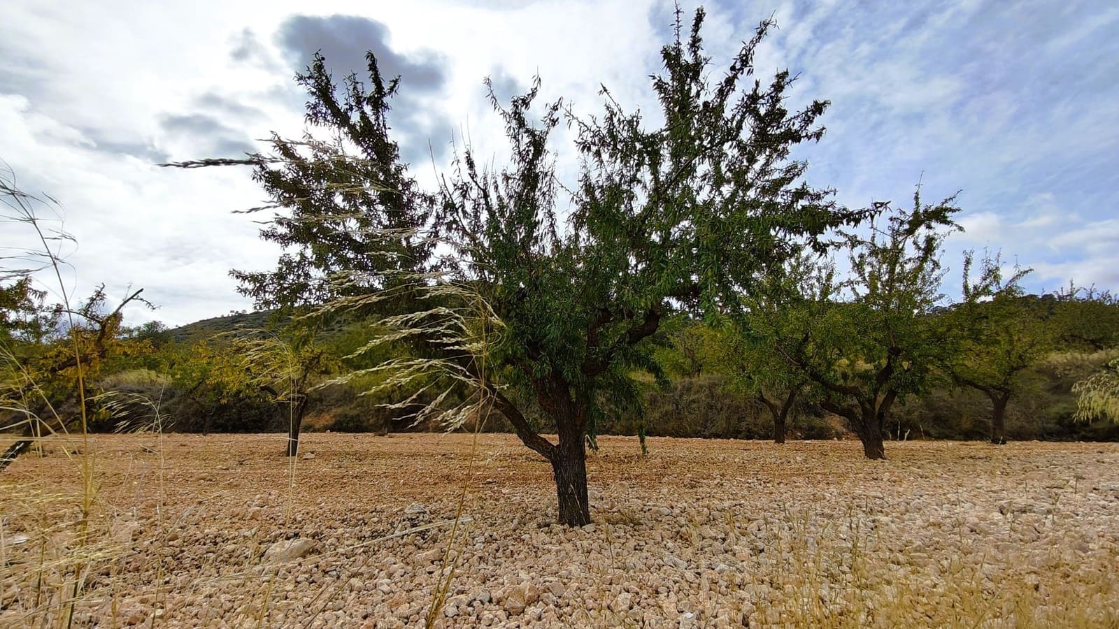 Finca/Landhuis te koop in Monovar / Monover - € 28.300 (Ref: 9353135)