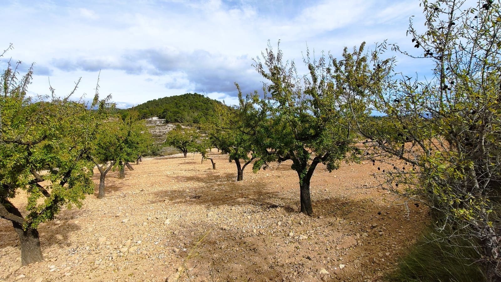 Finca/Landhuis te koop in Monovar / Monover - € 28.300 (Ref: 9353135)