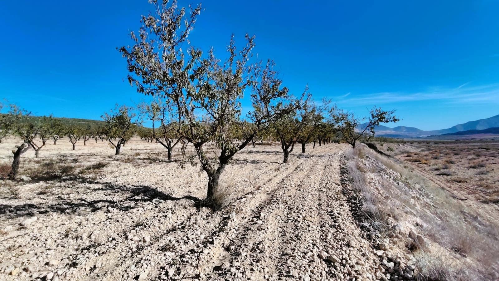 Finca/Herregård til salgs i Abanilla - € 149 900 (Ref: 9385095)