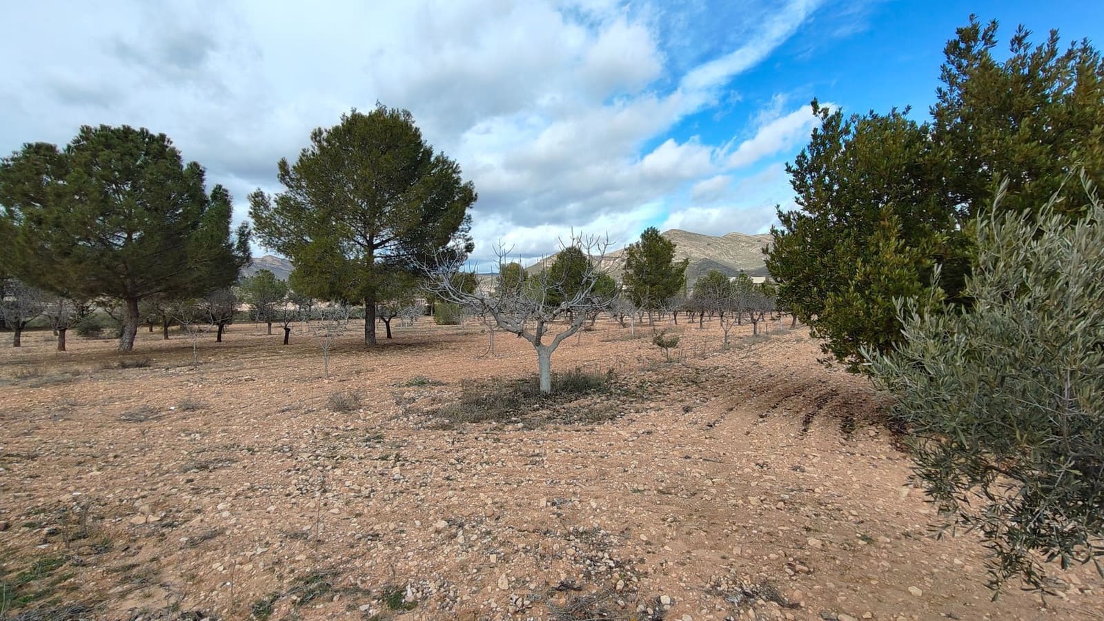 5 bedroom Villa for sale in Jumilla - € 294,900 (Ref: 9614678)