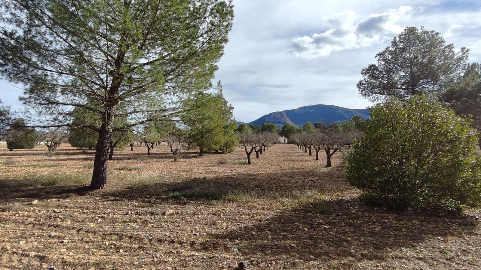 5 bedroom Villa for sale in Jumilla - € 294,900 (Ref: 9614678)