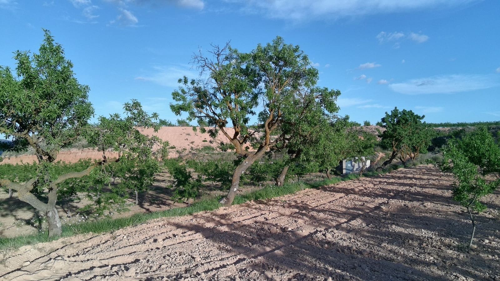 Finka/Dom wiejski na sprzedaż w Pinoso - 39 900 € (Ref: 9803897)