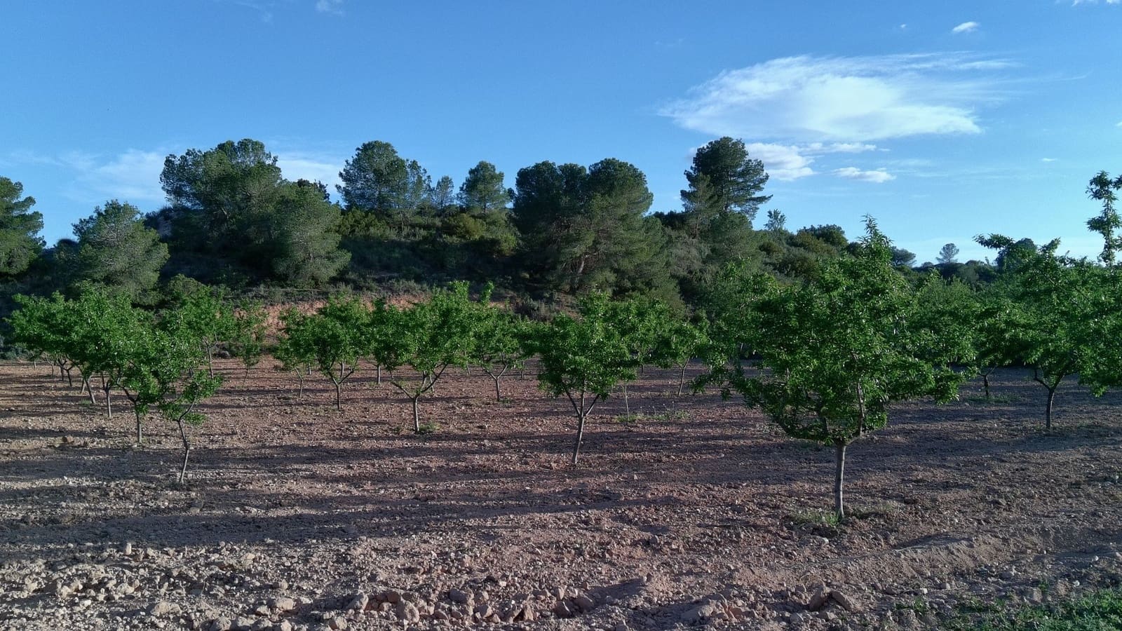 Finka/Dom wiejski na sprzedaż w Pinoso - 39 900 € (Ref: 9803897)