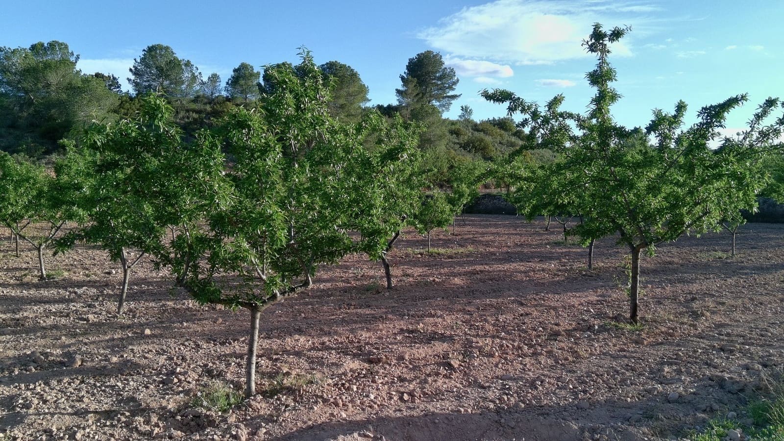 Finka/Dom wiejski na sprzedaż w Pinoso - 39 900 € (Ref: 9803897)